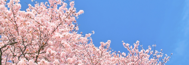 桜が写っている空